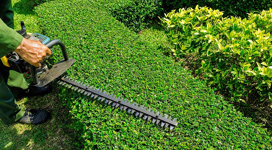 lawn care tech using hedge trimmers to trim bushes