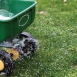 Lawn spreader applying granular fertilizer