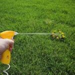 sparying dandilion with weed killer