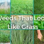 weeds that look like grass